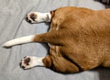 little-leg-sploot-v0-oru8bikjop8e1