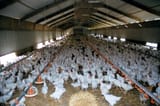 free+range+hens