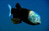 barreleye-mbari-macropinna_microstoma_01