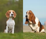 Beagle_vs_Basset_Hound_1200x
