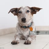 hound-australian-cattle-dog-mixed-breed-dog-hoping-to-be-adopted