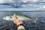 Atlantic-Mackerel