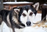 spruce-pets-alaskan-husky-105b5b6327404838a5053ddf6aac2588