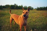 Carolina Dog 4