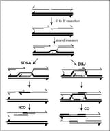 Homologous_Recombination