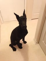 is-it-okay-to-shave-schnauzer-faces-v0-aroou7awbk1c1