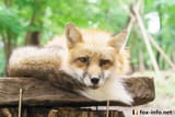 &gt;foxinfonet