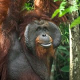 Orangutan_Food