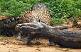 a-badass-jaguar-killed-a-large-black-caiman-v0-liu6cpc15m5b1