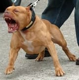 Shitbull