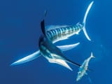 striped-marlin-underwater[1]