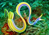 The-head-is-blue-and-the-tail-is-black-as-this-ribbon-eel-matures-to-the-blue-male-phase[1]