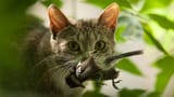 feral_cat_problem