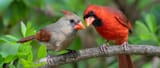 Male-and-female-Northern-Cardinals-1024x439
