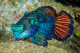 202503202406saltwater-fish-mandarin-dragonet