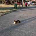 safety cones cat_thumb.jpg