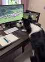 home office dog_thumb.jpg