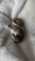 cozy bun_thumb.jpg