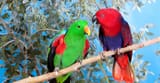 Eclectus-Parrot-header