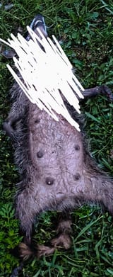 Thread 5018555 OP Image