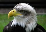 Bald.eagle.closeup.arp-sh.750pix
