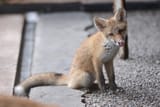 mlem8