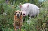 Pig_and_Dog