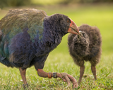takahe
