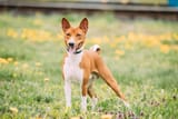 laughin&#039; basenji
