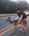 CarryDeer_thumb.jpg