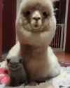 cat alpaca frens_thumb.jpg