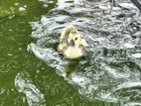 IMG_20250618_082607710_HDR