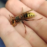 hornet1