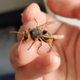 hornet2
