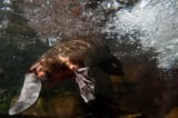 platypus_2017-04-05
