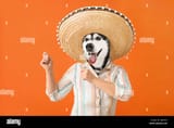 funny-dancing-husky-dog-with-human-body-and-sombrero-on-orange-background-2J8K455