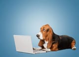 basset-hound-dog-with-laptop-background_488220-16746