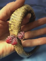 hemipenis