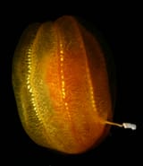 Aulacoctena sp.