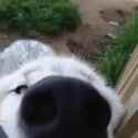 -sniff_thumb.jpg