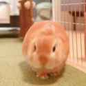 bunny_thumb.jpg
