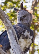 Harpy_Eagle_(6035434189)
