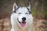 siberian-husky-dog-with-narrow-eyes-funny-smiling-husky-dog-with-laughing-eyes-cute-doggy