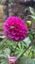 dahlia frog lofts_thumb.jpg