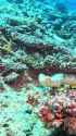 stokes sea snake_thumb.jpg