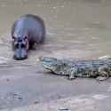 hippo vs croc_thumb.jpg
