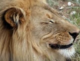 loin