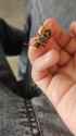 hornet_vid_thumb.jpg
