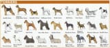 Terriers