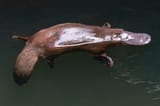 A-Platypus-surfaces-briefly-while-hunting-for-food